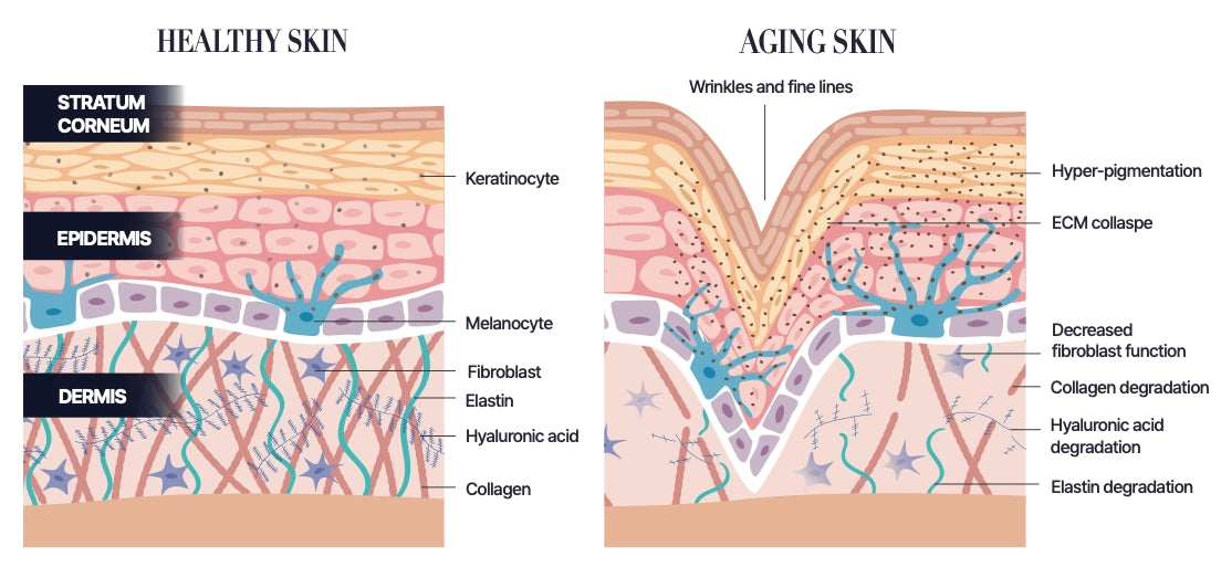 Extracellular Matrix Diagram